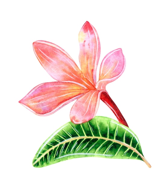 Fleur de plumeria tropical avec une feuille peinte à l'aquarelle isolée sur fond blanc