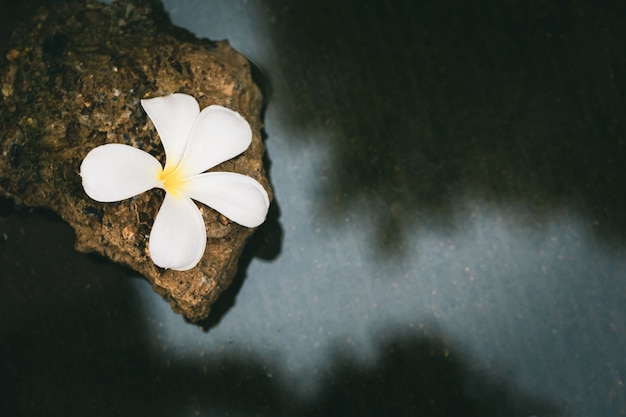 Fleur de Plumeria unique sur les pierres avec de l&#39;eau