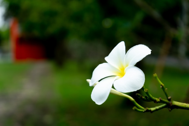 Fleur de plumeria