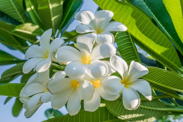 Fleur de Plumeria