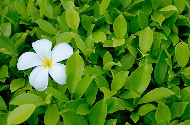 Fleur de Plumeria