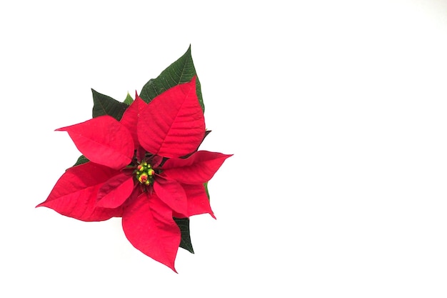 Fleur de poinsettia isolé sur fond blanc