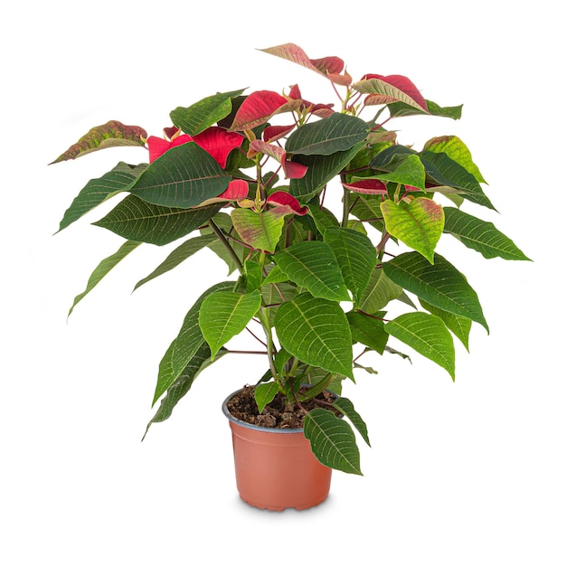 Photo fleur de poinsettia en pot