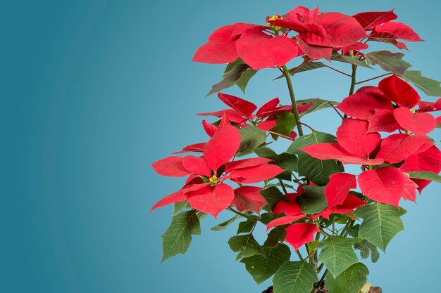 Fleur de poinsettia pour noël avec fond bleu et espace pour le texte sur le côté