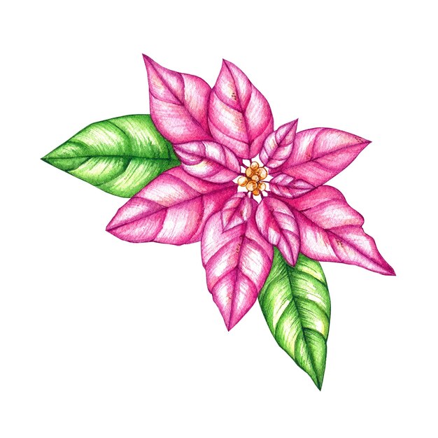 Fleur de poinsettia rose dessinée à la main à l'aquarelle