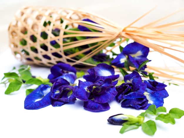 Fleur de pois bleu ou pois de papillon isolé sur blanc.