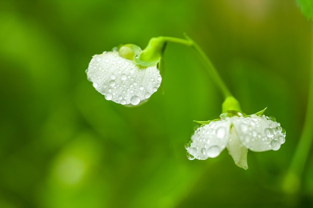 Fleur de pois avec des gouttes de pluie dessus. Prise de vue macro