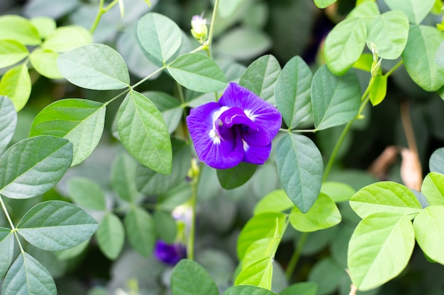 Fleur de pois papillon bleu qui fleurit, Close up avec des feuilles vertes