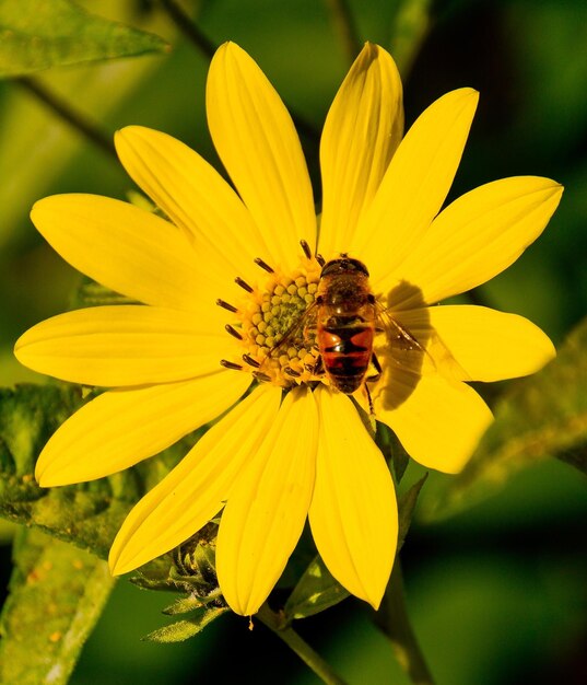 Photo la fleur pollinisatrice des abeilles