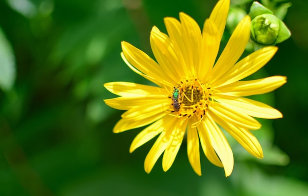 Photo la fleur pollinisatrice des abeilles