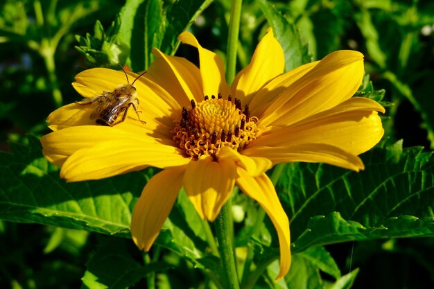 Fleur pollinisée par les abeilles