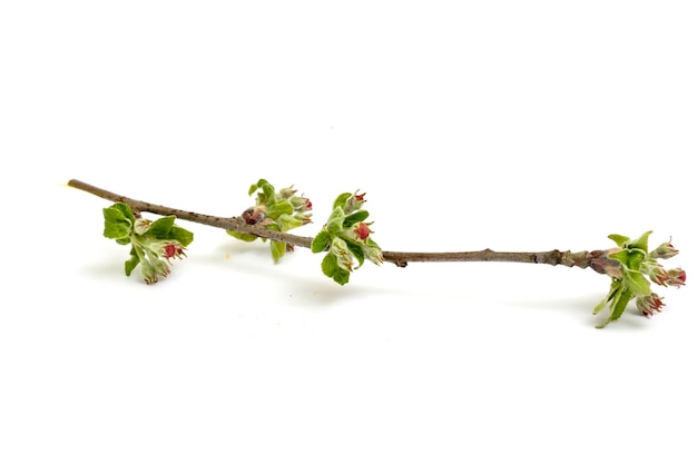 fleur de pomme non ouverte sur fond blanc en studio