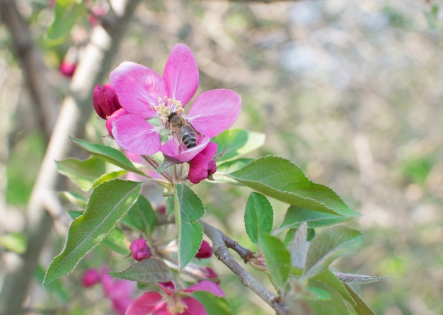 Fleur de pomme rose