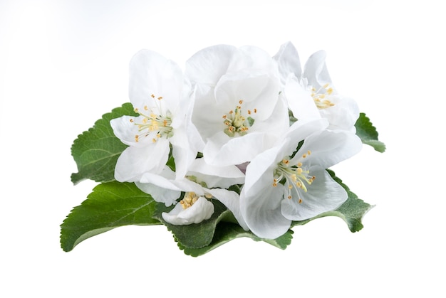 Fleur de pommes avec des feuilles vertes isolé sur fond blanc