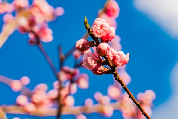 Fleur de pommier au printemps