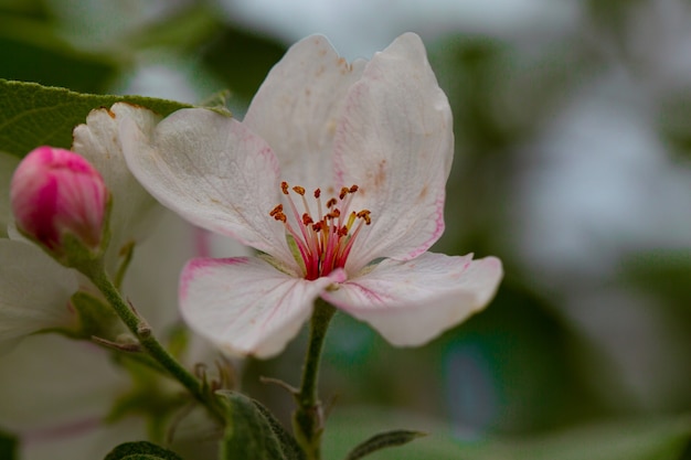 Une fleur de pommier sur une branche d'arbre.