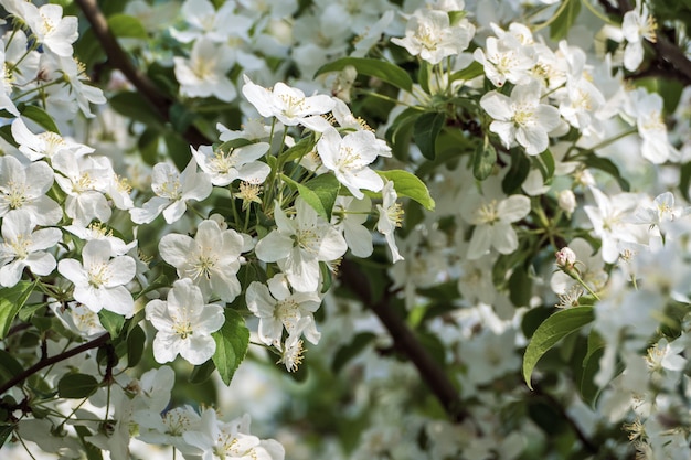 Fleur de pommier crabe de Sibérie - Malus baccata en fleur