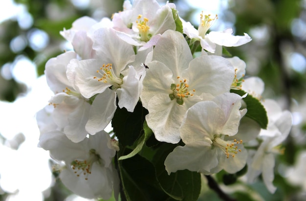 Fleur de pommier dans un jardin ensoleillé sur un arrière-plan flou