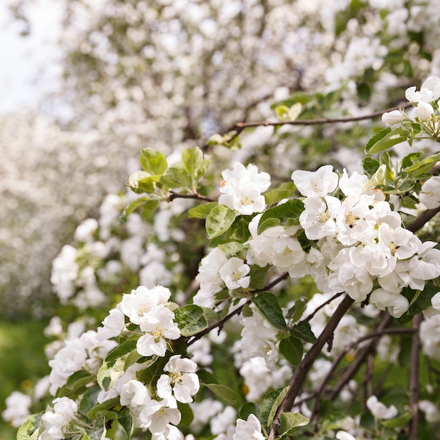 Fleur de pommier dans un parc Fleurs blanches dans un jardin de pommiers Fleurs printanières