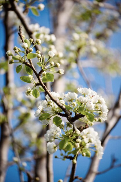 Fleur de pommier en fleurs au printemps, fond floral