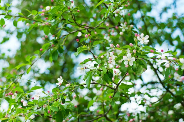 Fleur de pommier en fleurs au printemps fond floral