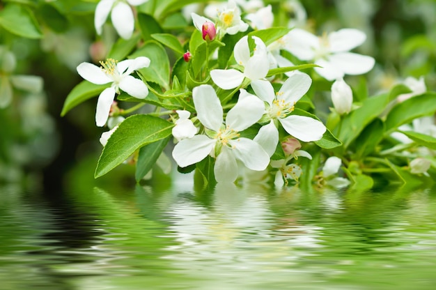 Fleur de pommier en fleurs au printemps avec réflexion de l'eau, fond floral