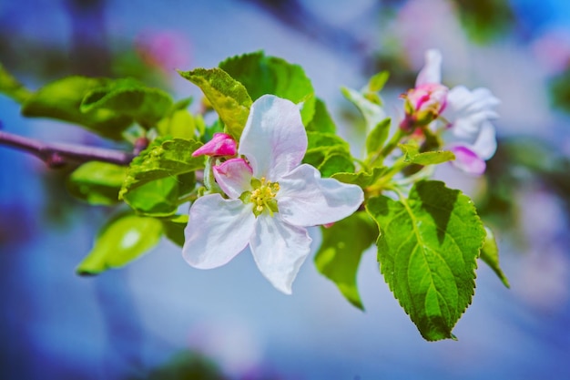 Fleur de pommier en fleurs sur une branche avec un arrière-plan flou style instagram