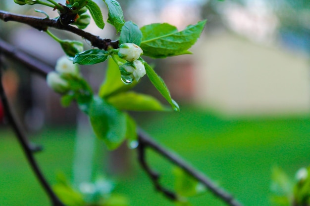 Fleur de pommier avec une goutte de pluie