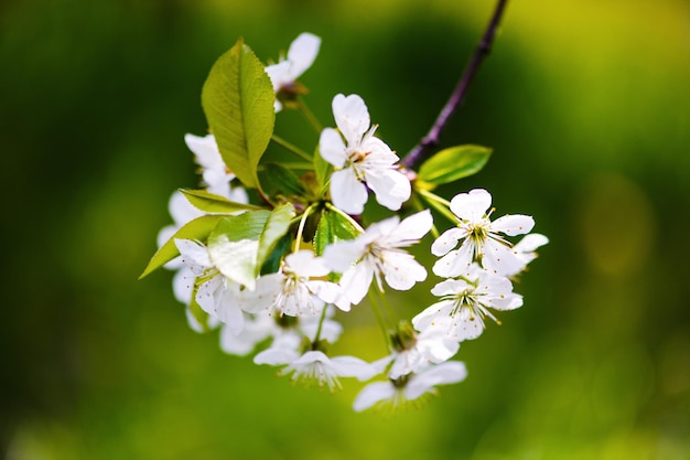 Fleur de pommier sur le printemps des arbres