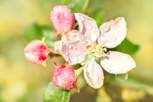 Fleur de pommier de printemps contre un ciel bleu lumineux.