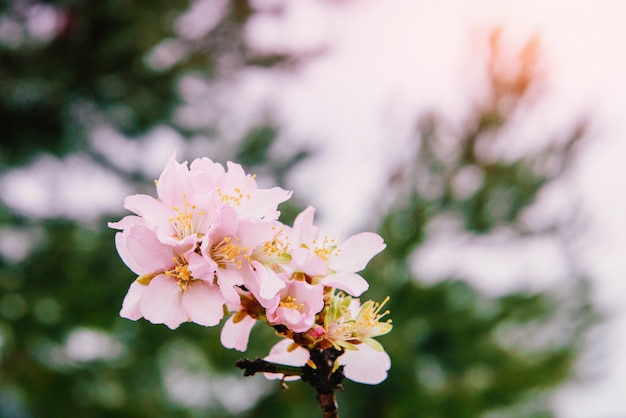 Fleur de pommier rose