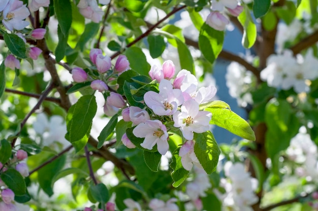 fleur de pommier