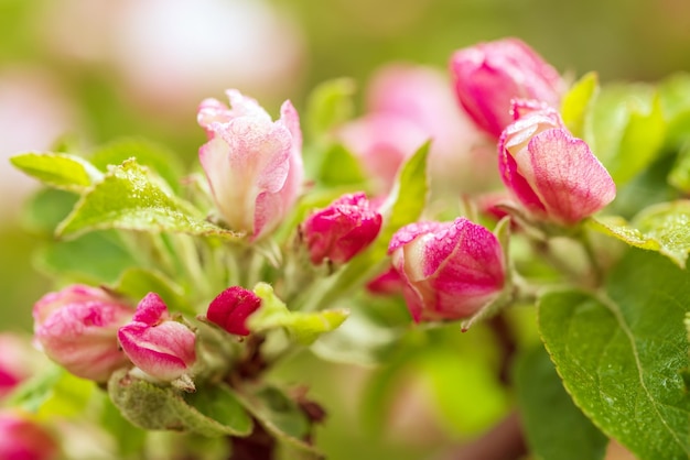 fleur de pommier