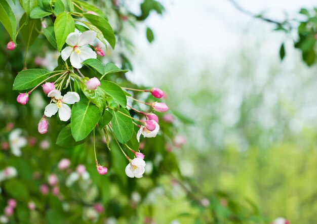 fleur de pommier