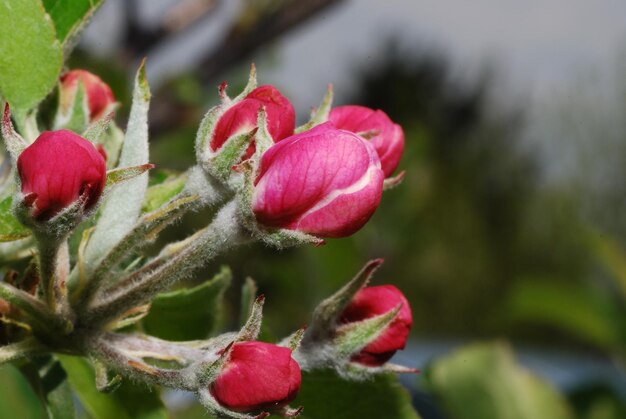 Fleur de pommier