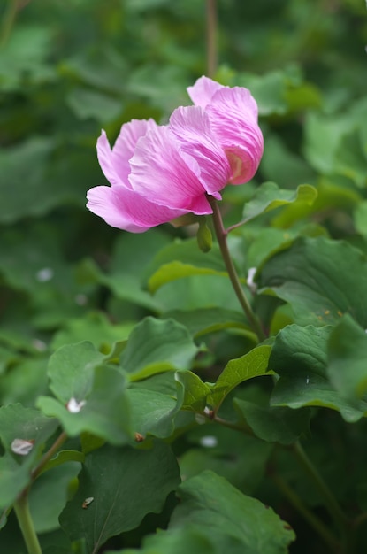 Fleur de portrait de pivoine