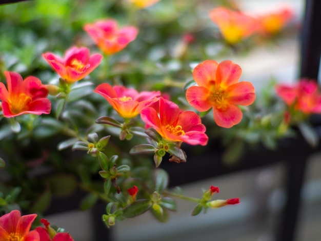 Fleur de Portulaca oleracea pour le fond