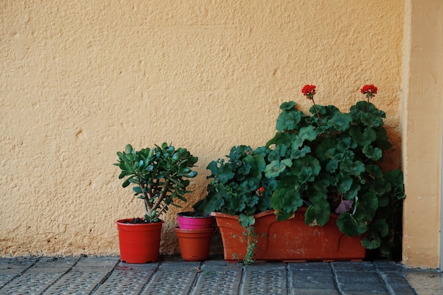 Fleur et pot de fleur sur le balcon