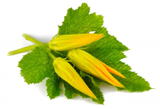 Fleur de potiron et feuille verte isolé sur blanc