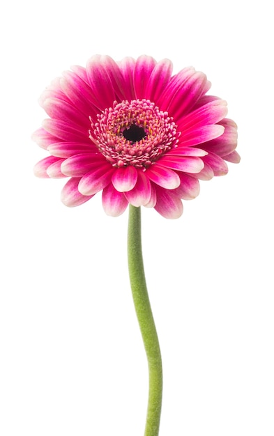 une fleur pourpre avec un centre rose et un centre pourpre