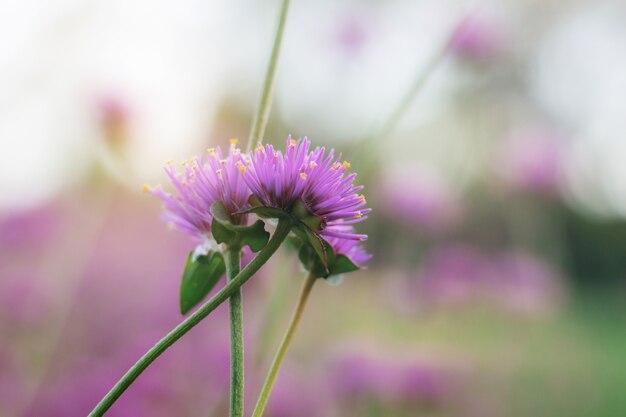 Photo fleur pourpre avec le ciel.