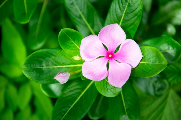 Fleur pourpre dans le jardin