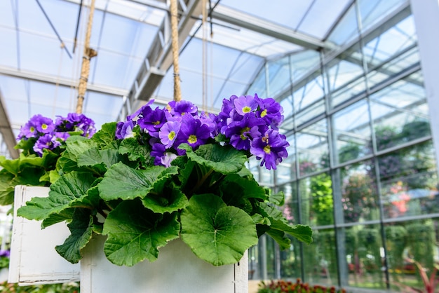 Fleur pourpre dans le pot