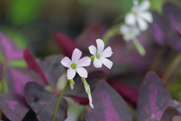 Fleur pourpre avec feuille pourpre de gros plan de plantes Oxalis