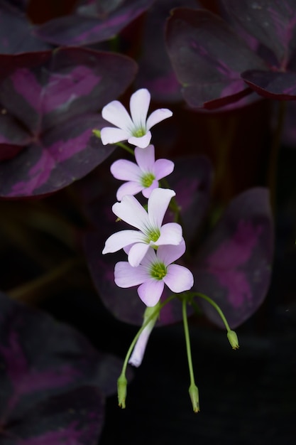 Fleur pourpre avec feuille pourpre de gros plan de plantes Oxalis