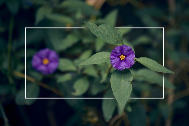 Fleur pourpre avec des feuilles et un cadre blanc pour le texte publicitaire