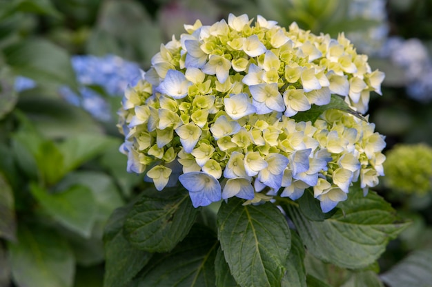 Photo fleur pourpre avec des feuilles vertes