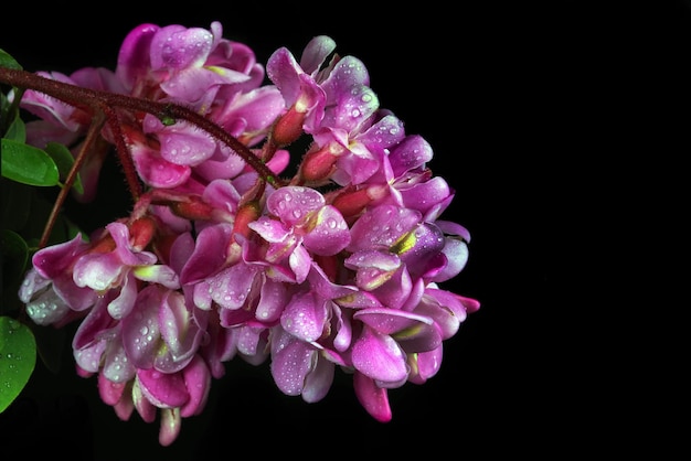 Une fleur pourpre avec des gouttes d'eau dessus