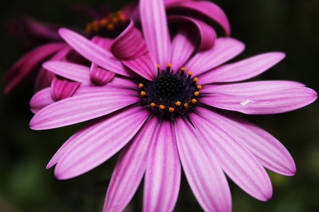 Fleur pourpre gros plan nature photo délicate