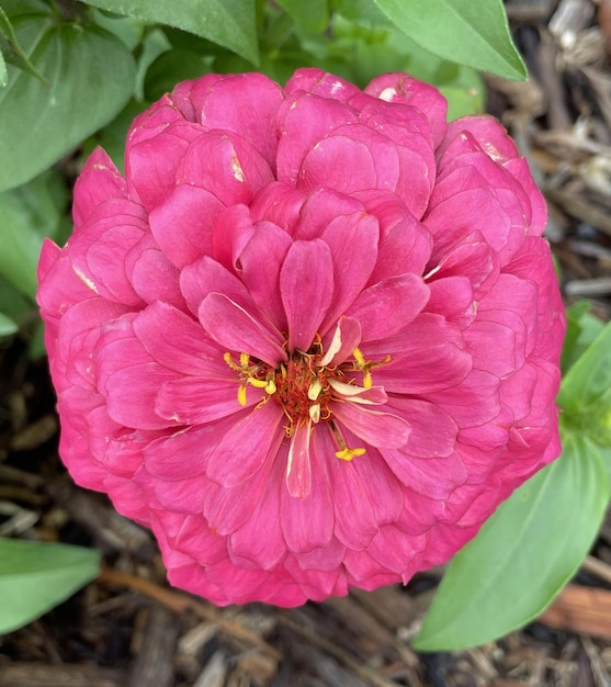 Fleur pourpre de jardin